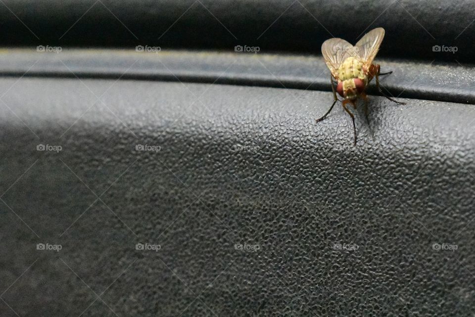 A fly in my truck.