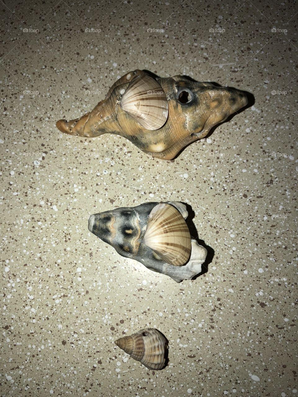 Shells. Shapes sizes and colors fascinating what you can find on a walk by the beach. 