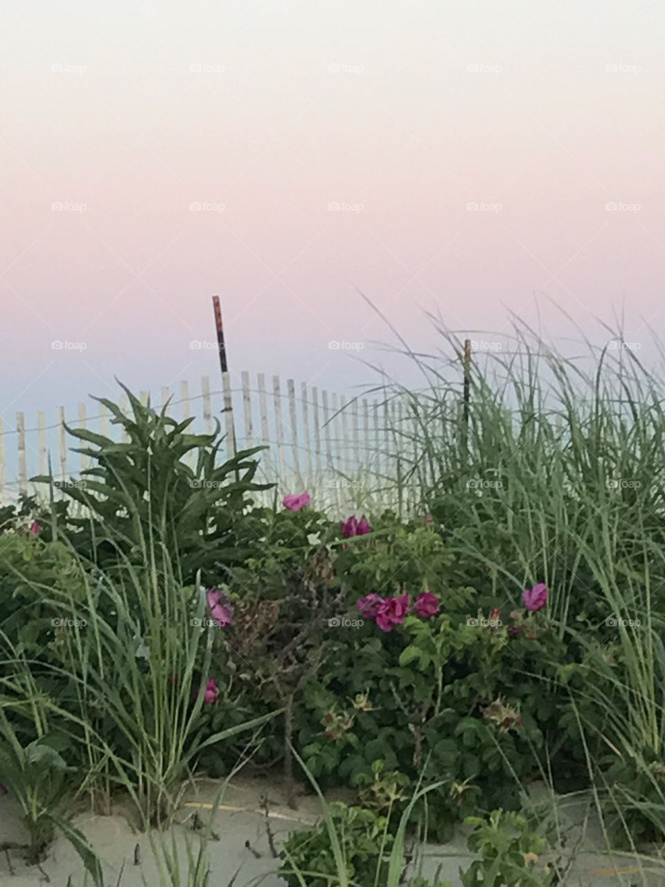 Jersey Shore Sanddunes Ocean
