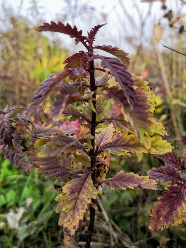 pianta d autunno