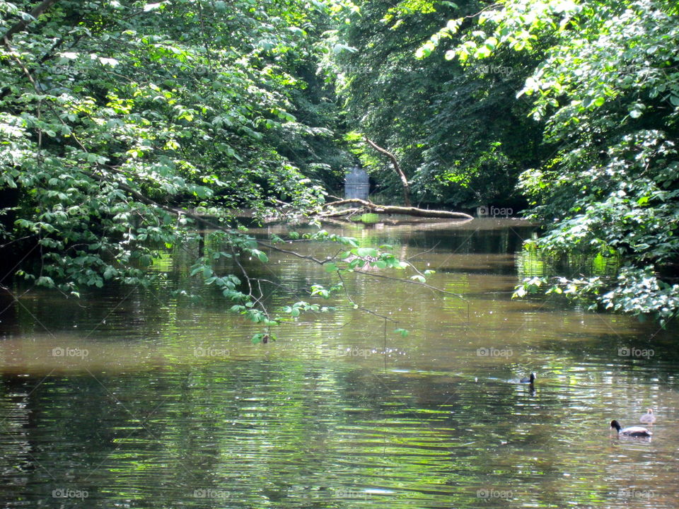 Water, Nature, River, Reflection, Wood