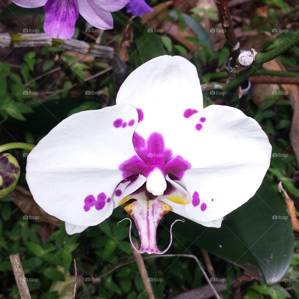 Orchid Bazaars