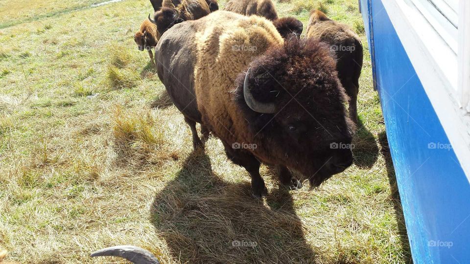 Colorado BISON