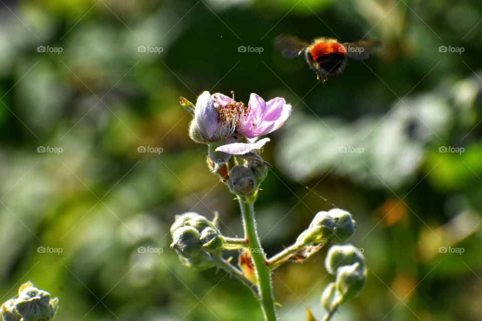 A vibrant orange bumblebee flies around a beautiful pink flower, deciding whether or not to pollinate. 