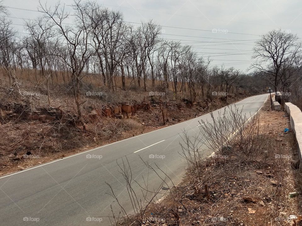 forest road view