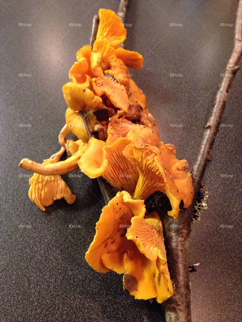 Chantarelles on a stick