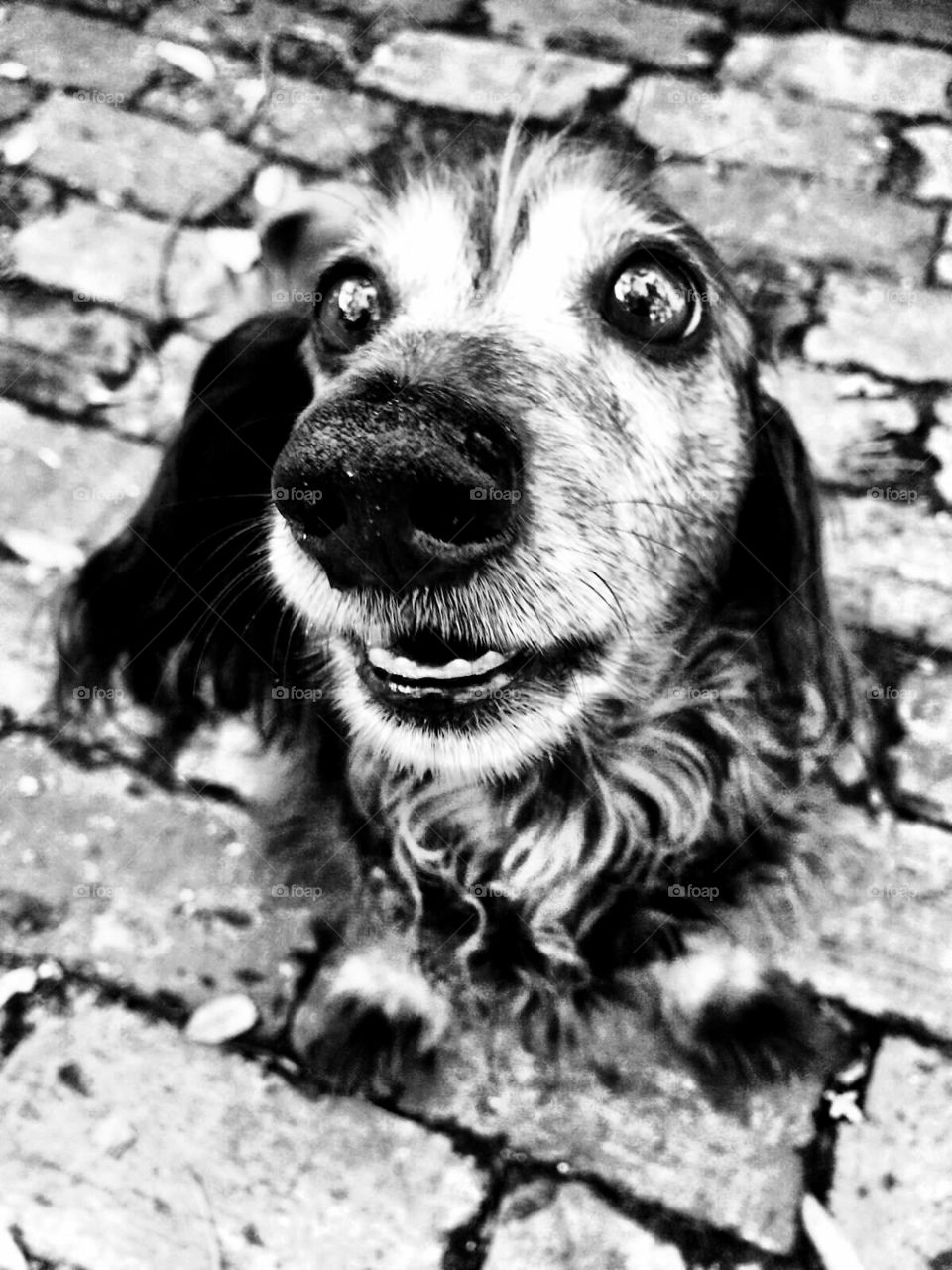 Black and white dachshund dog on brick driveway by sunnysmiles 