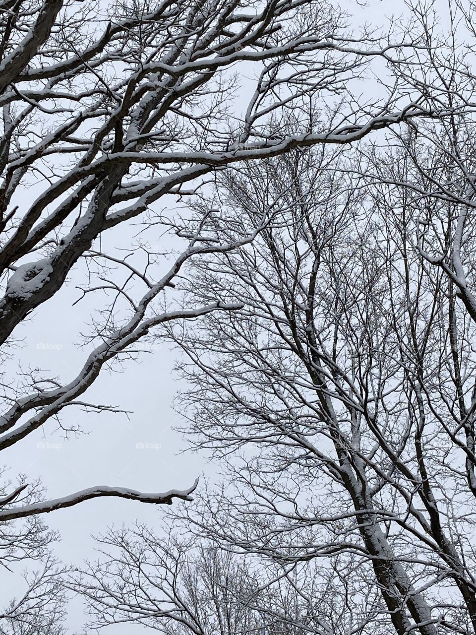 Snowy trees
