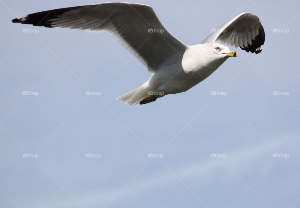Low angle view of seagulls