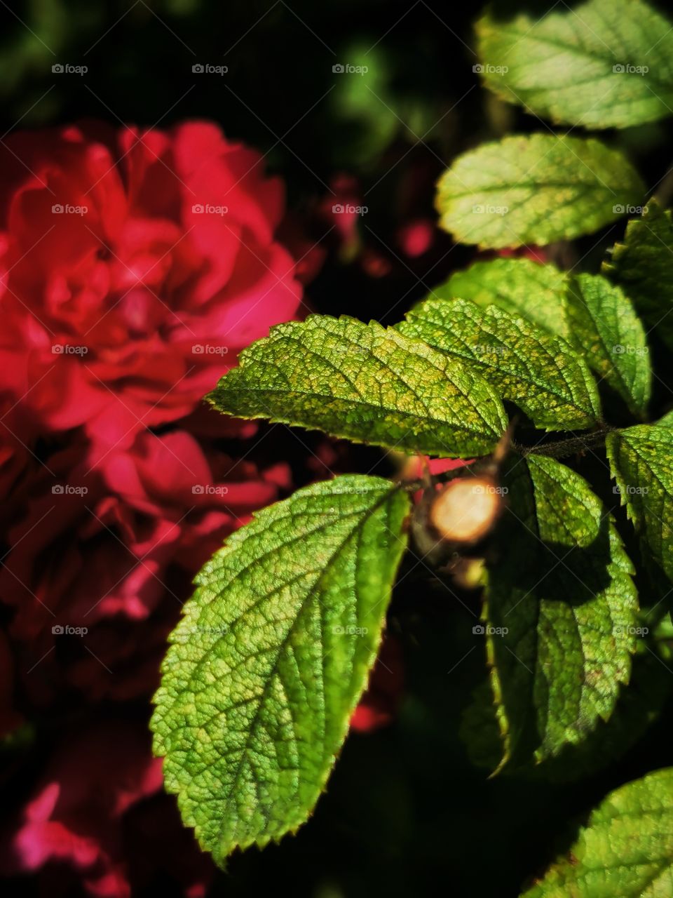 Macro plant flower beauty nature construction design decor view outside outdoor day part details fluffy capture bunch Flow purple violet field green grow grass red greens rose