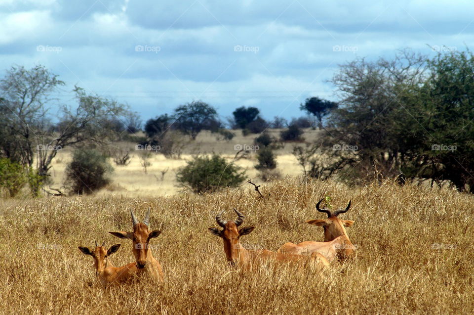 antelopes in savanna