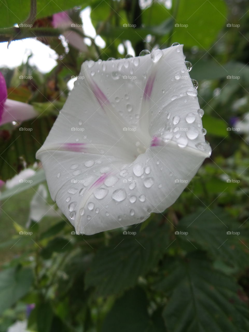 White Morning Glory. in front yard