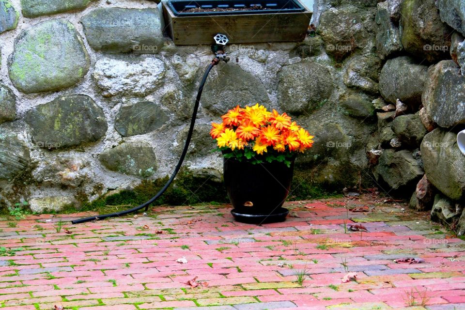Flower pot outside farmhouse