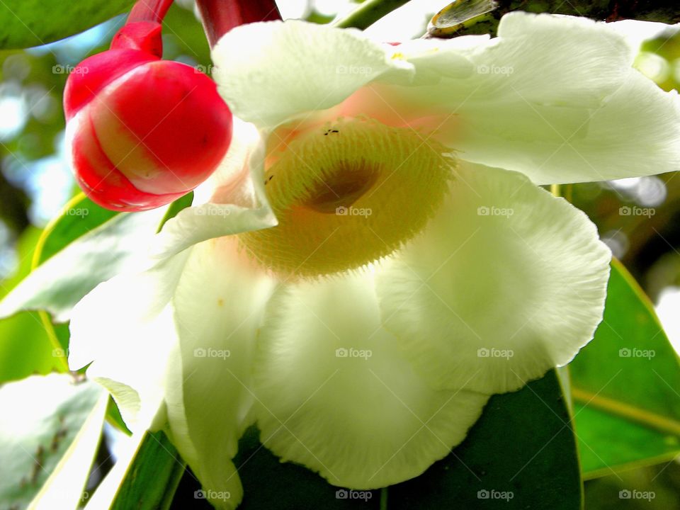 Flor del copei (Clusia rosea)