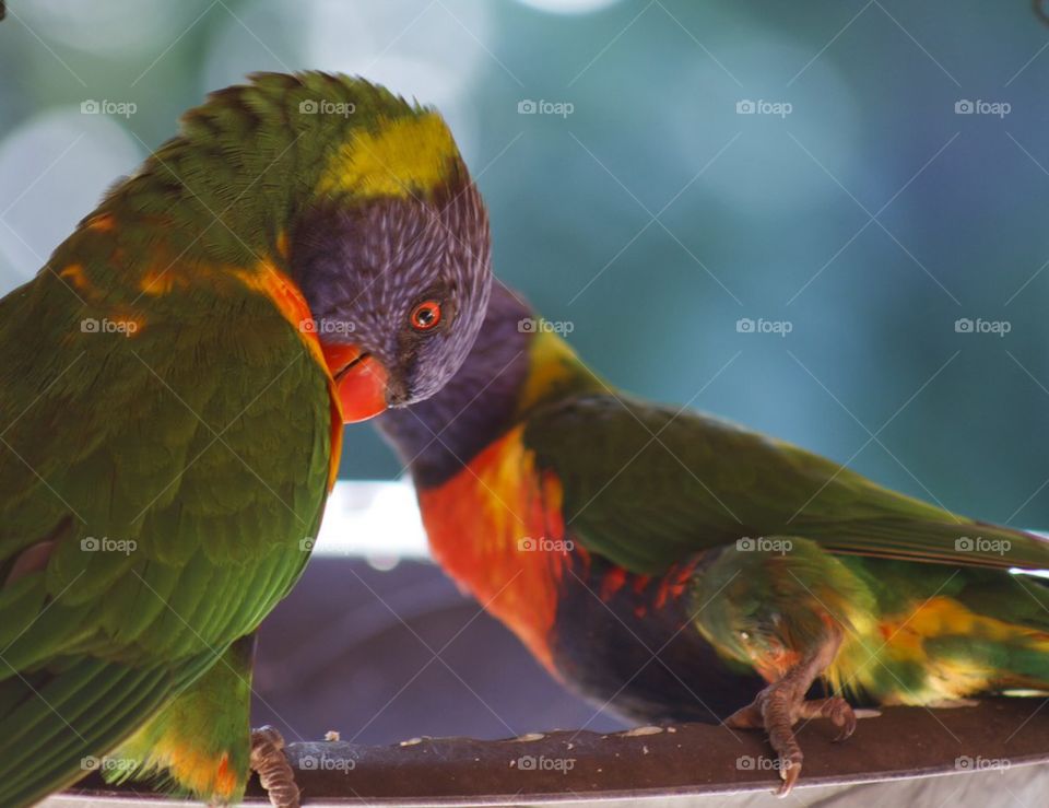 Rainbow Lorakeets 