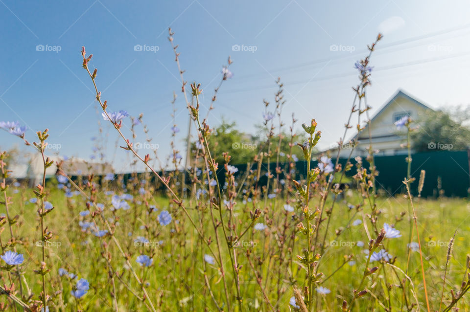 Knapweed, countryside, rural, village, blue, bluet