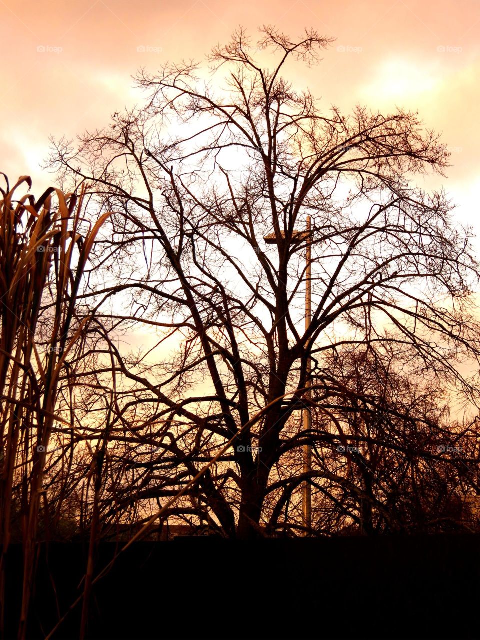 tree silhouette