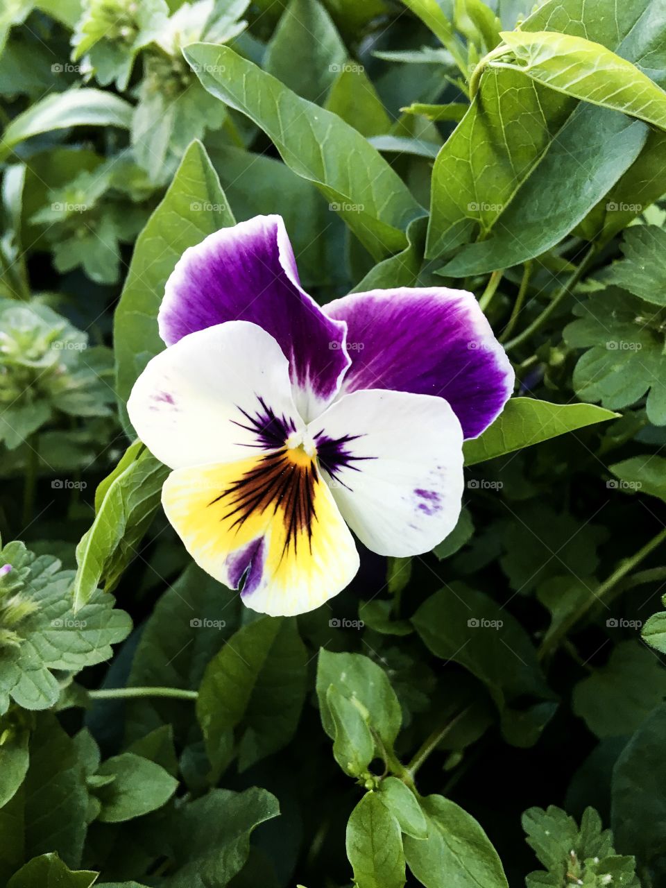 The summer gardening and blooming flowers background. The pansies flowers and green leaves texture. 