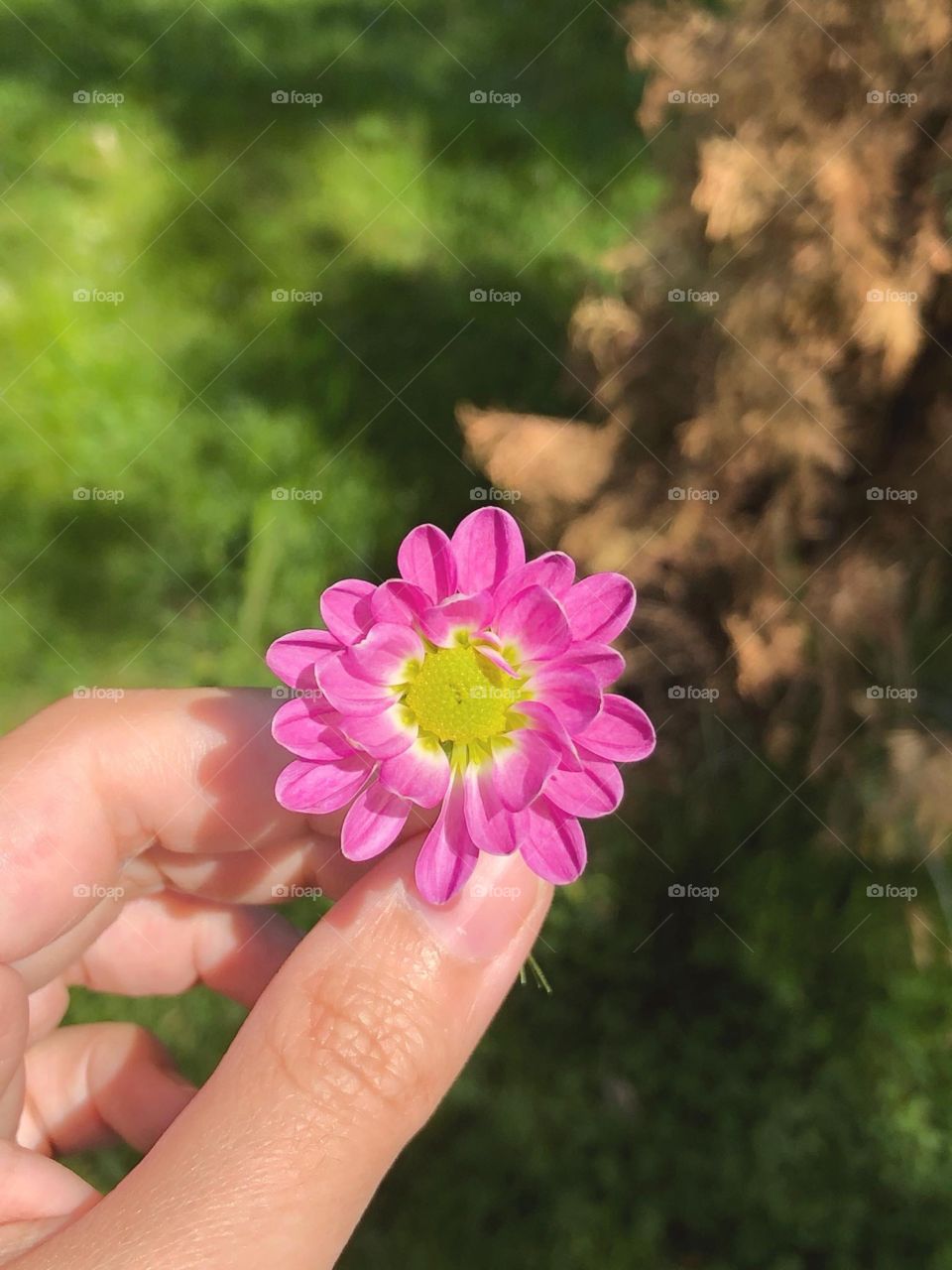 Flowers