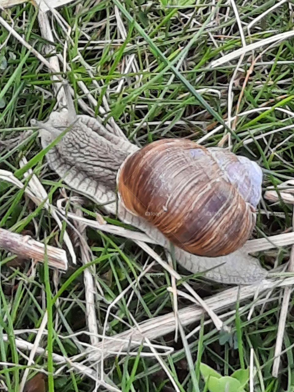 buzy gray snail with brown shell on fresh grass