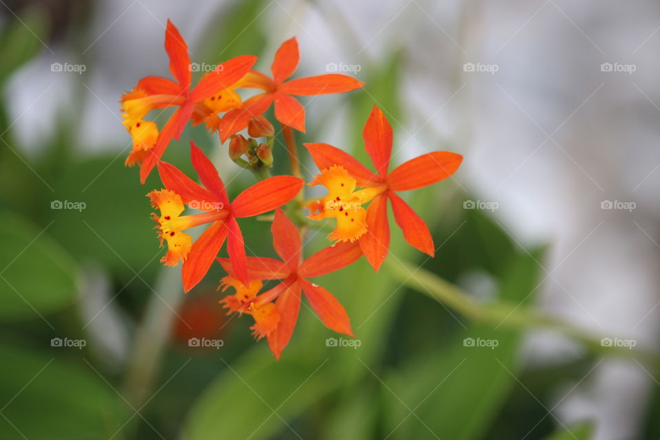 Orange orchids