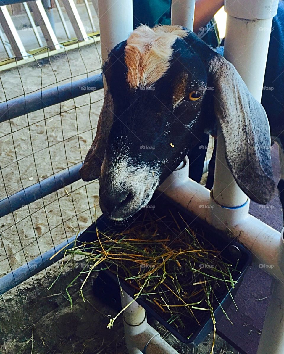 Milking a goat . Learning to milk a goat 