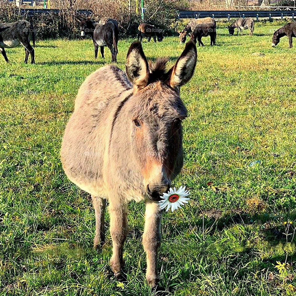 Spring.  A pregnant donkey with chamomile in her mouth stands on a green lawn