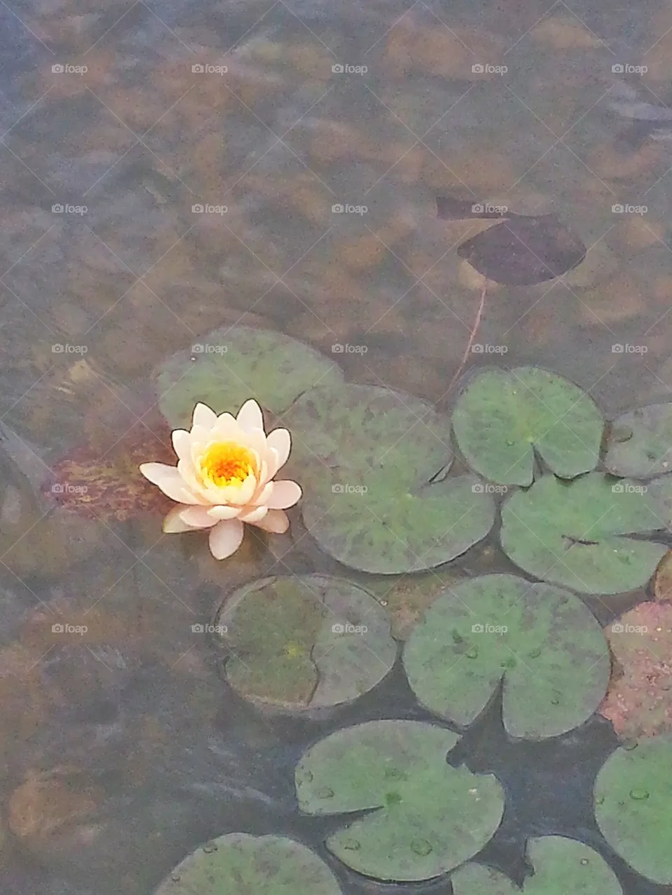 Lilly Pad