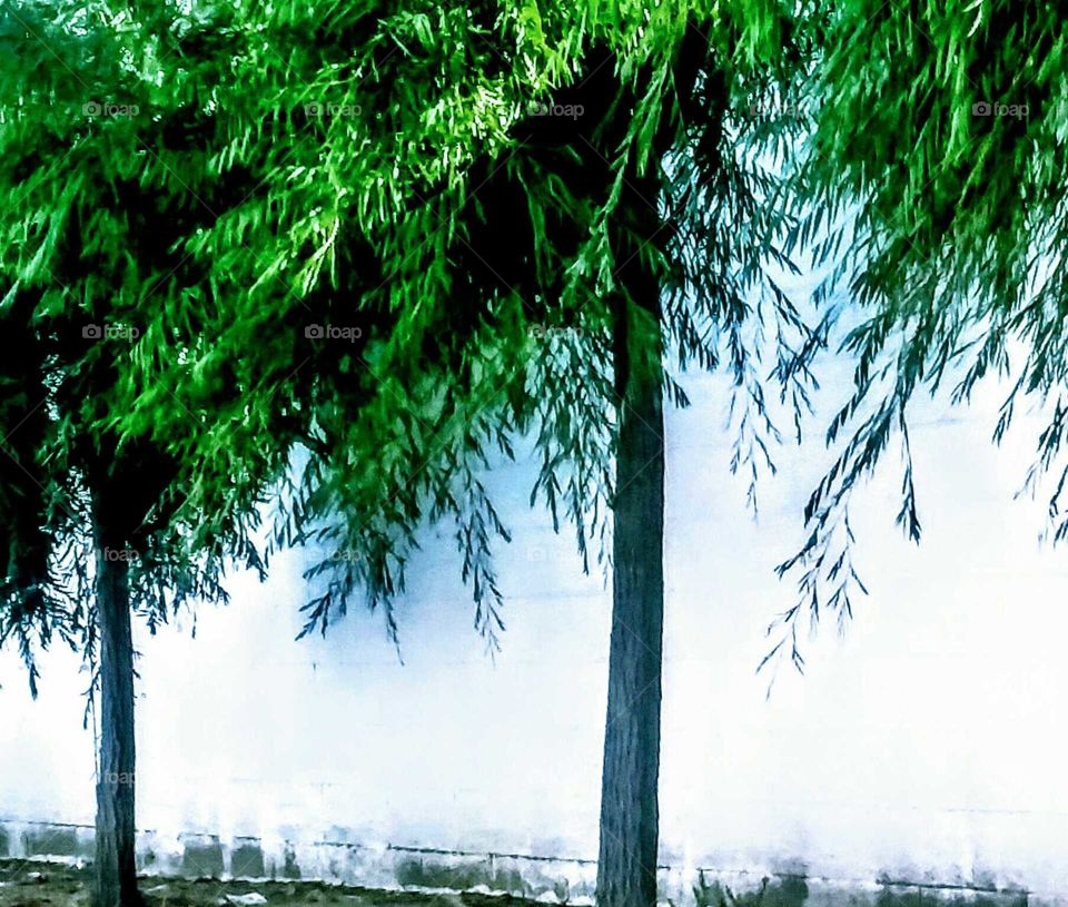 Trees Whitewashed Background