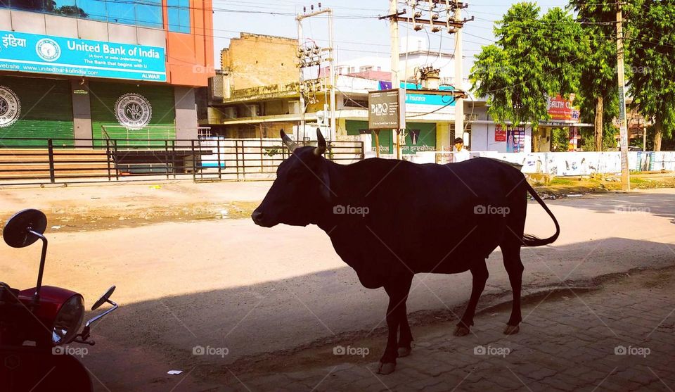 Battle: black and white vs colours