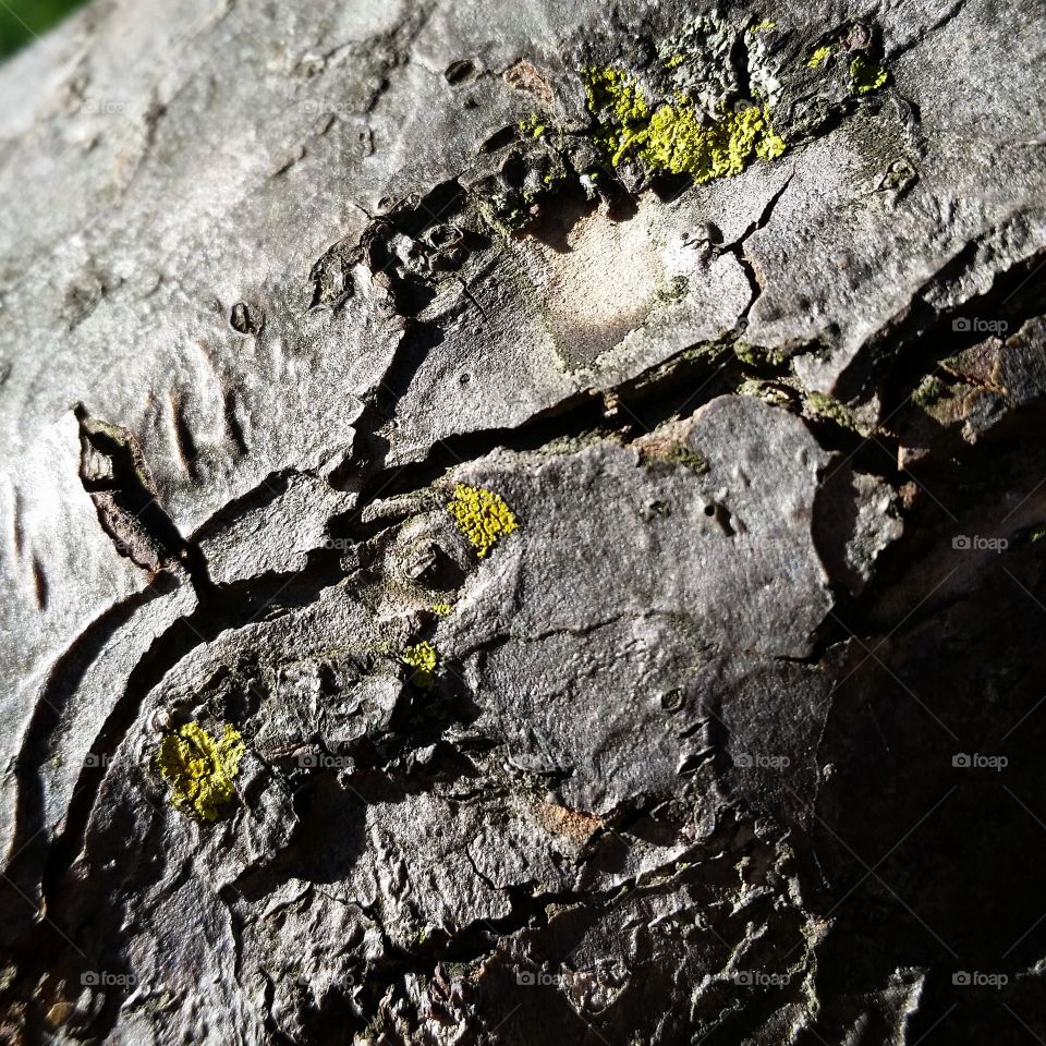 Mossy Trunk. Moss discovered upon a lovely trio of trees at a park.