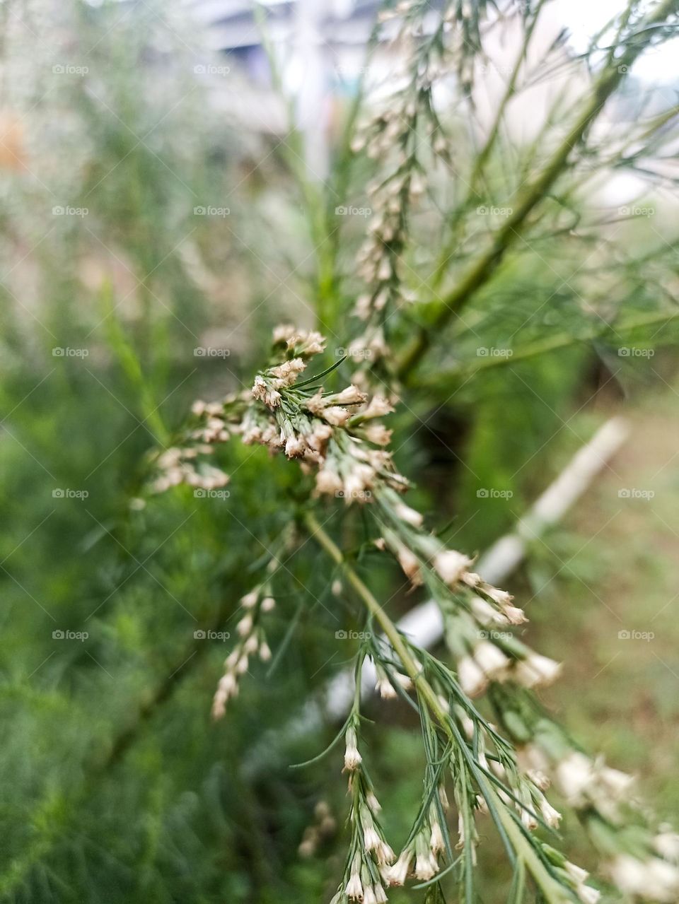 Close-up of a green plant with small flowers growing on its branches. This plant has thin and elongated stems, with dense, needle-shaped leaves