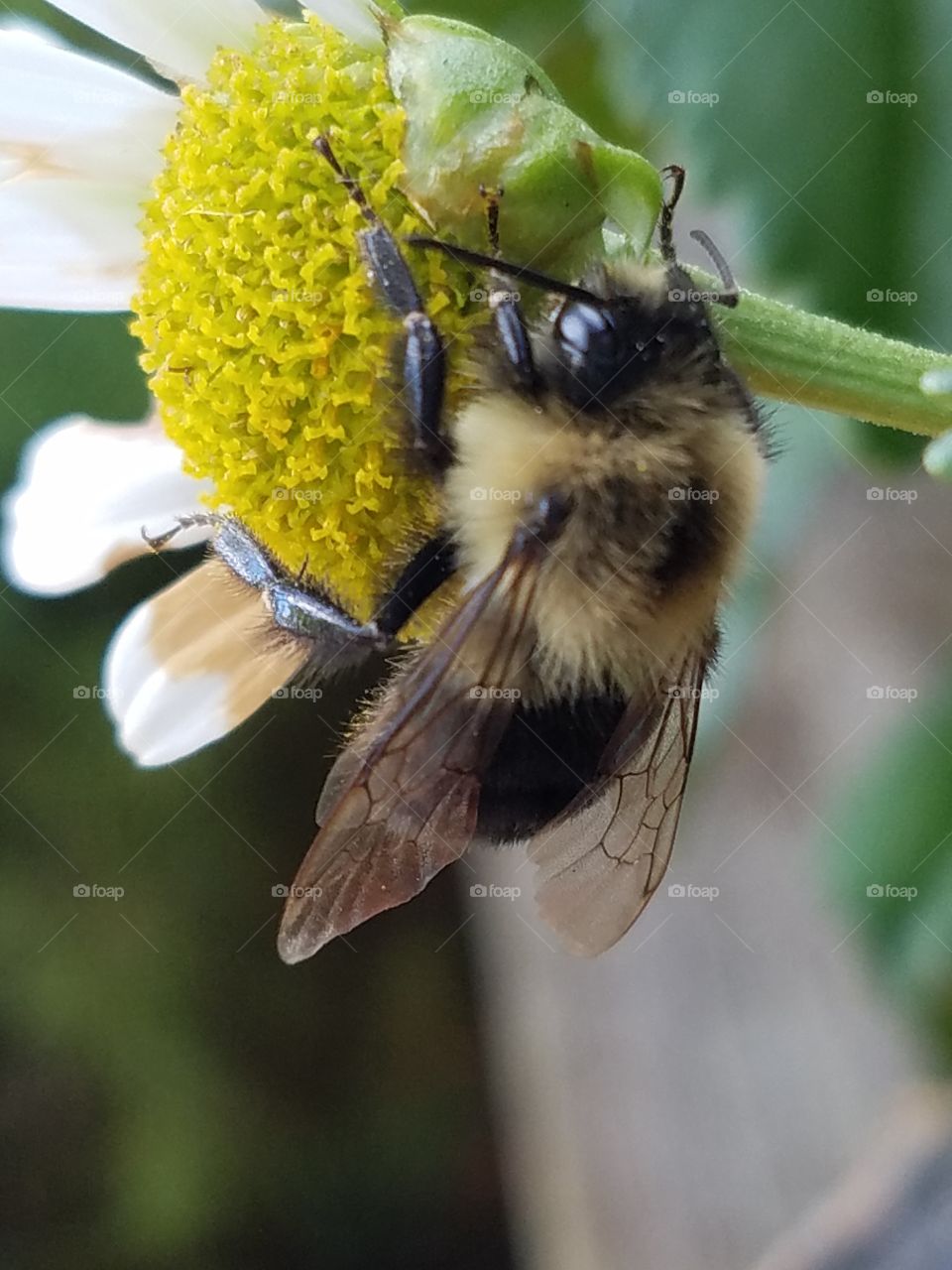 a daisy and its honeybee