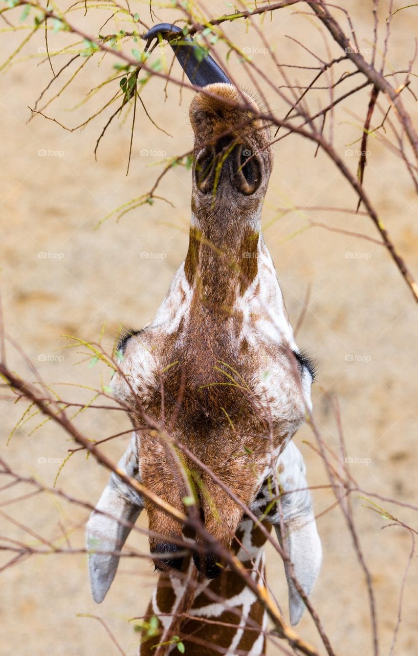 Giraffe Close-Up Eating