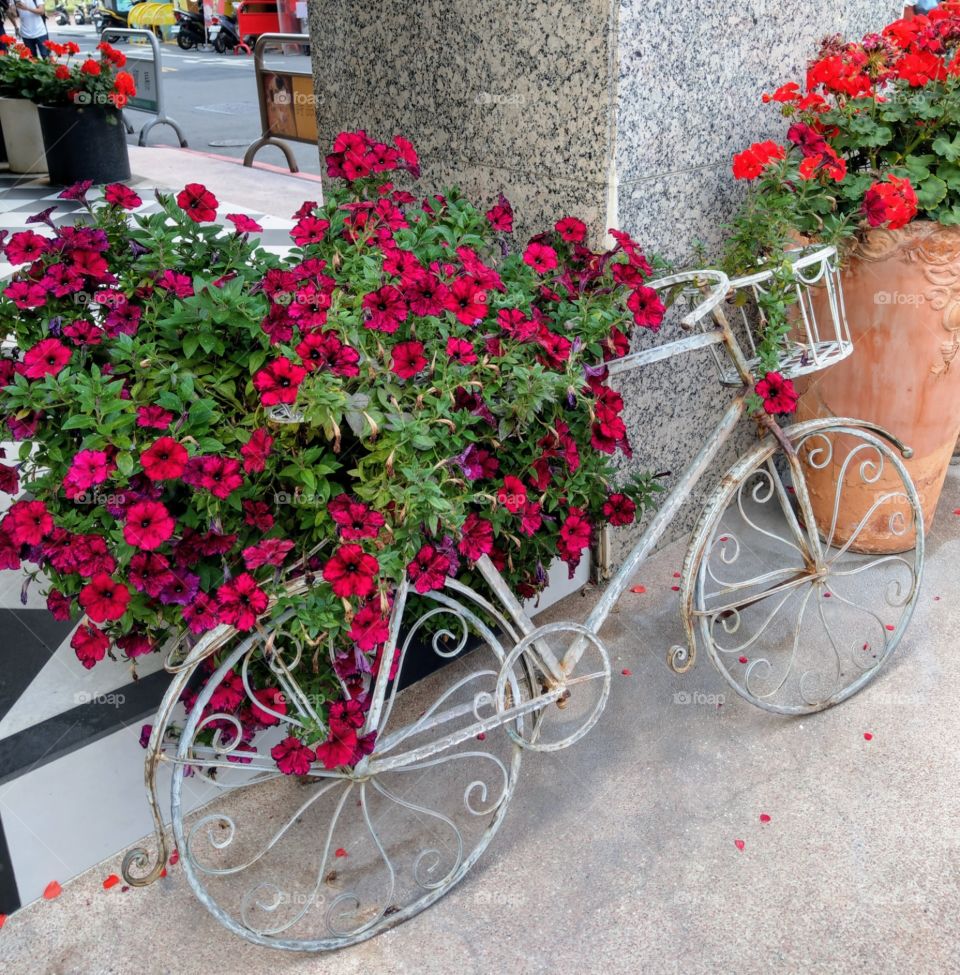 The red petunia are over a white bicycle.
That is a good pretty decoration for a shop.