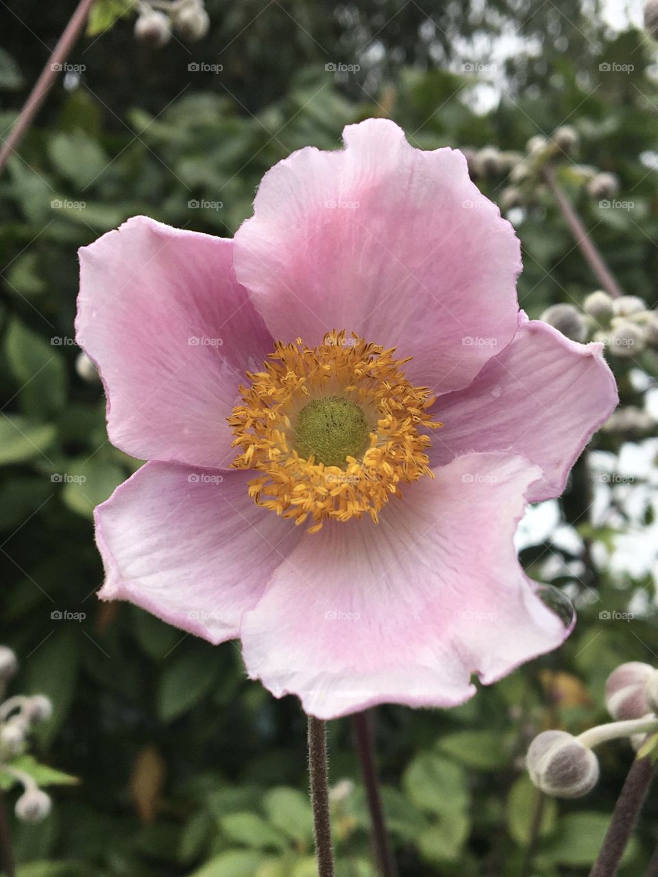 Portrait of Japanese anemone