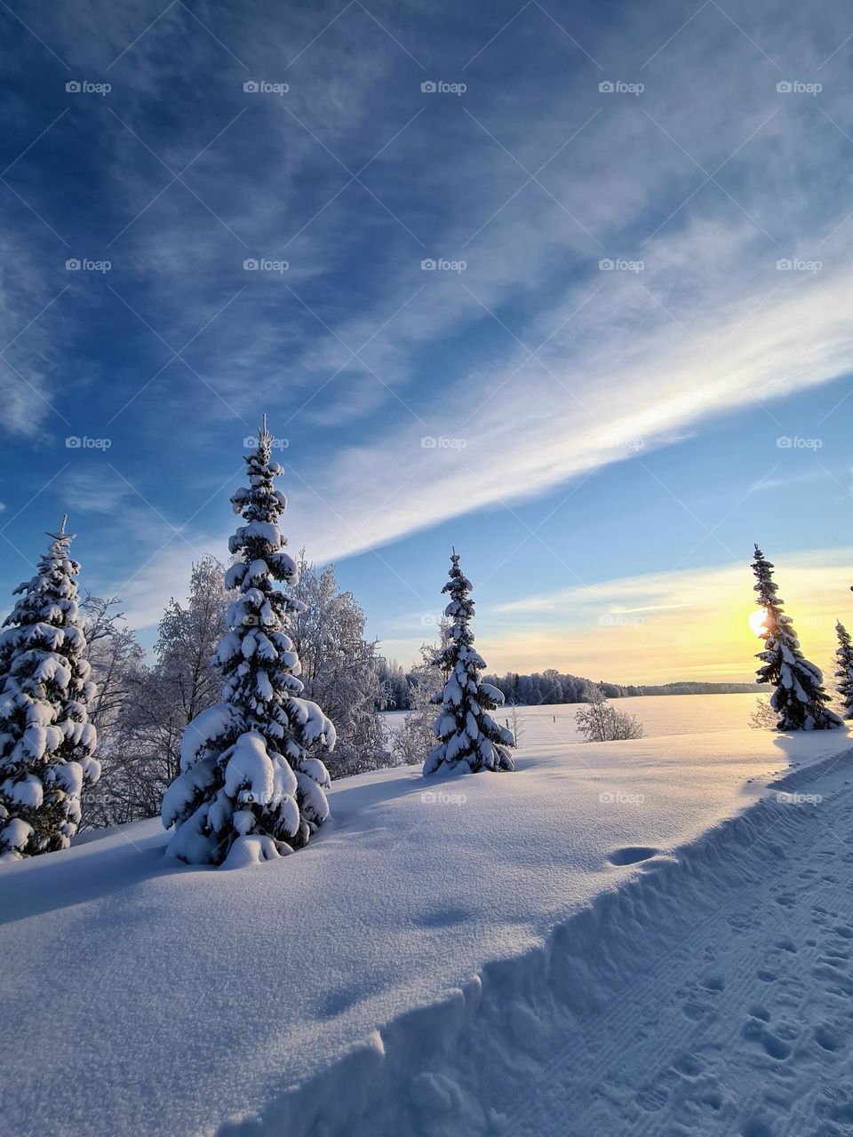 Winter whiteness: winter wonderland landscape over the snow fields with few snowy spruces during the sunset 