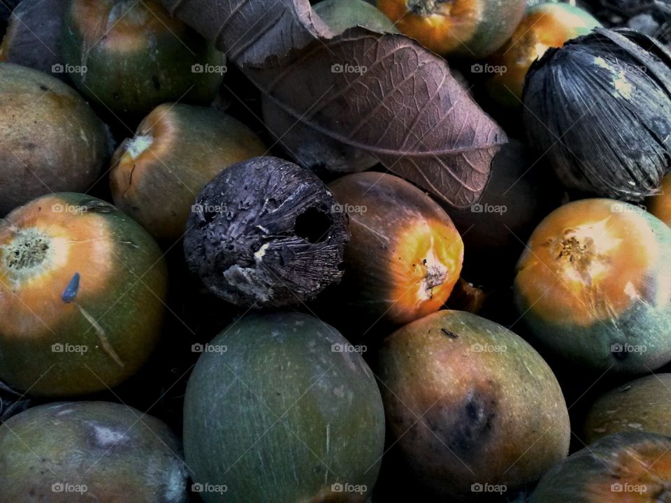 small coconuts
