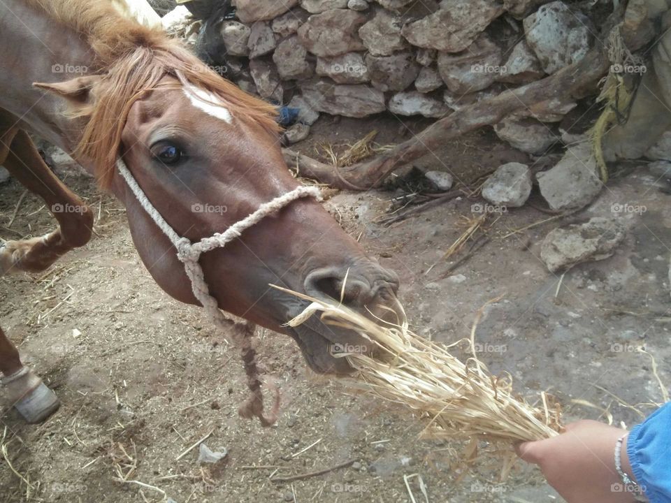 Beautiful horse eating dried grass.