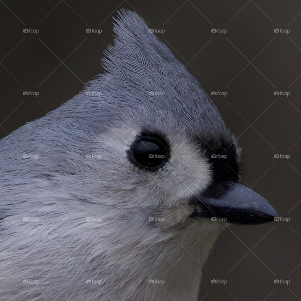 Curious Tufted Titmouse