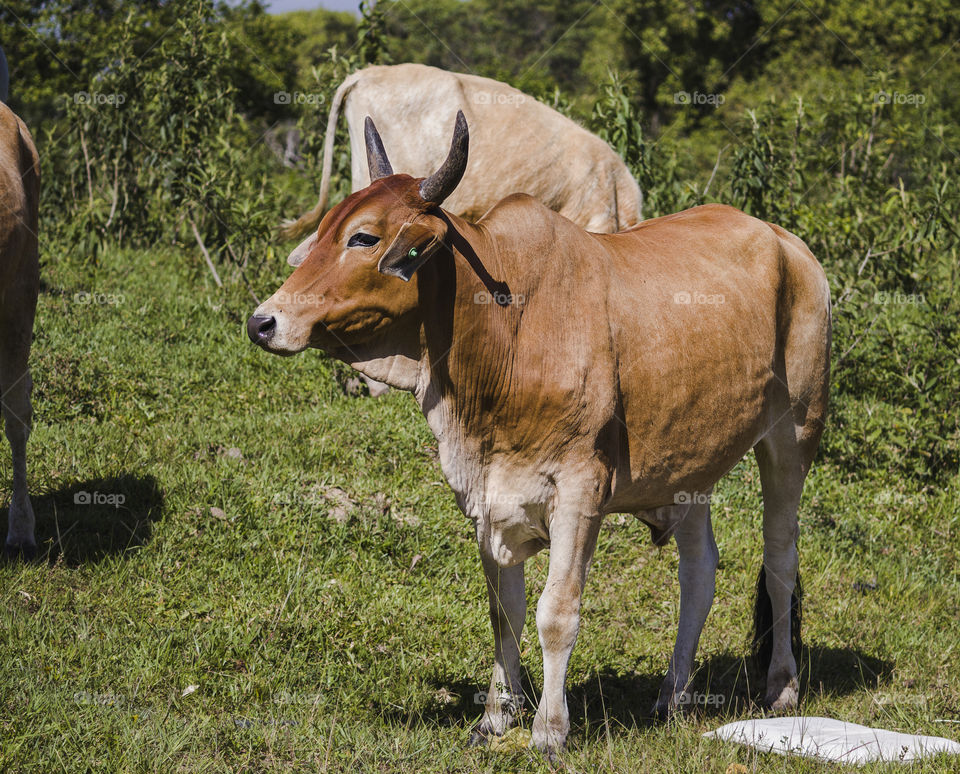 Bull watching the flock