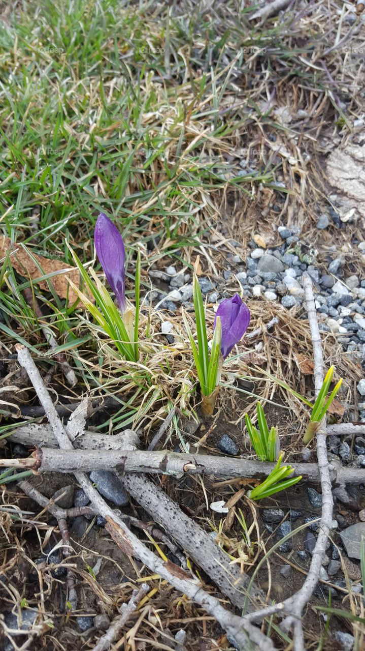 Nature, Ground, Flower, Grass, Flora