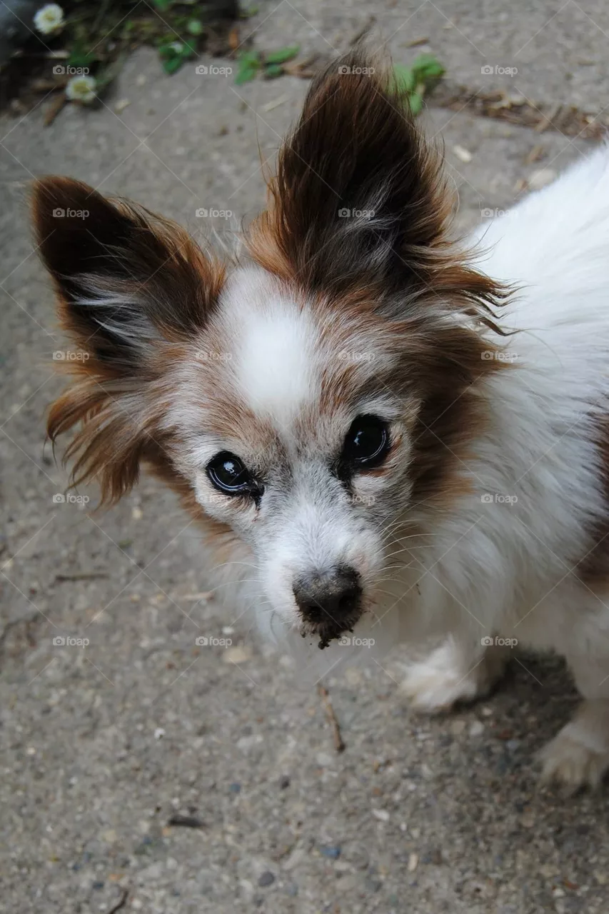 Papillon 