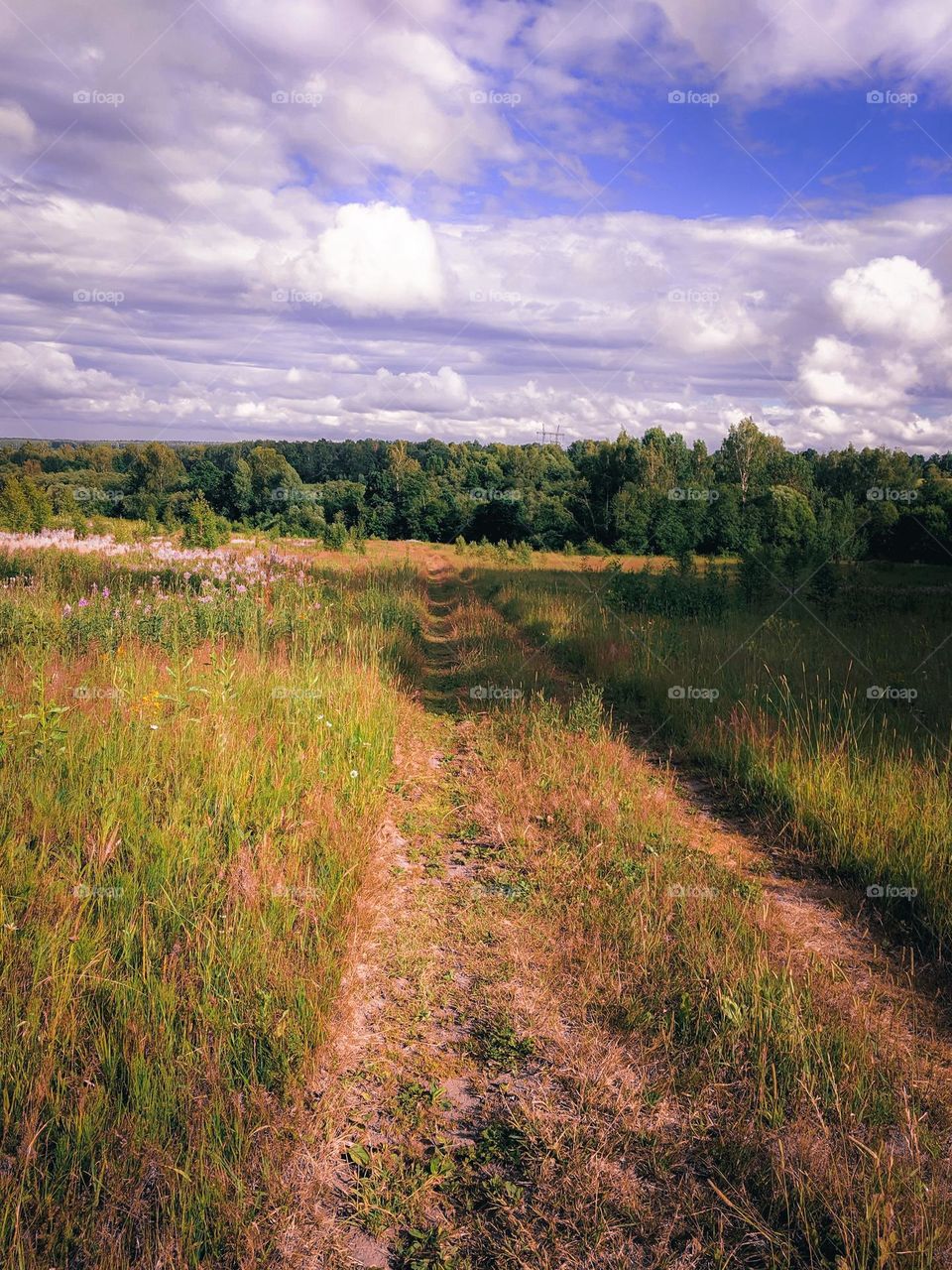 Country Road across a summer field