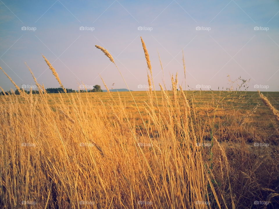 golden wheat. dry