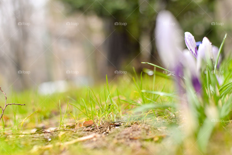 Crocus flower