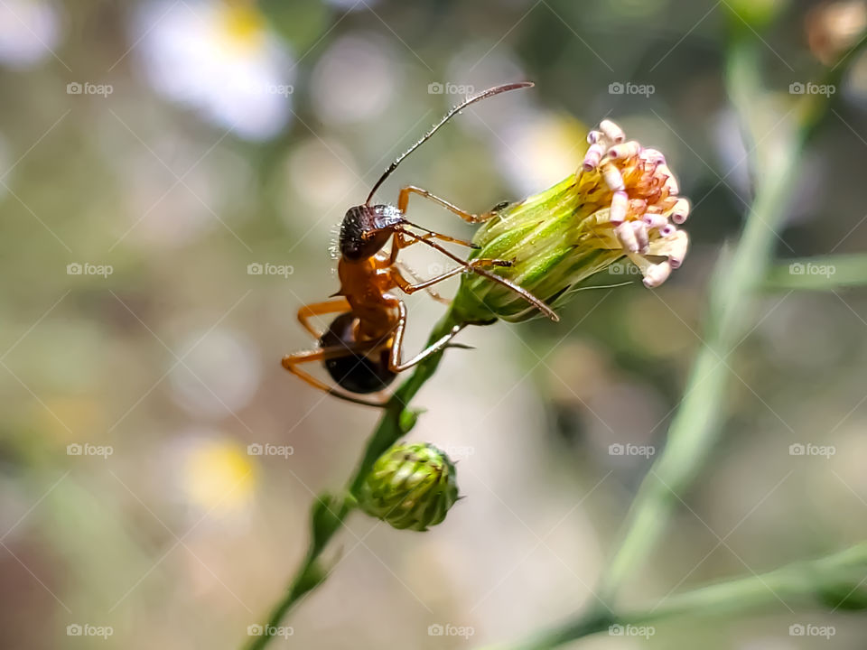 Alydidae, commonly known as broad-headed bugs