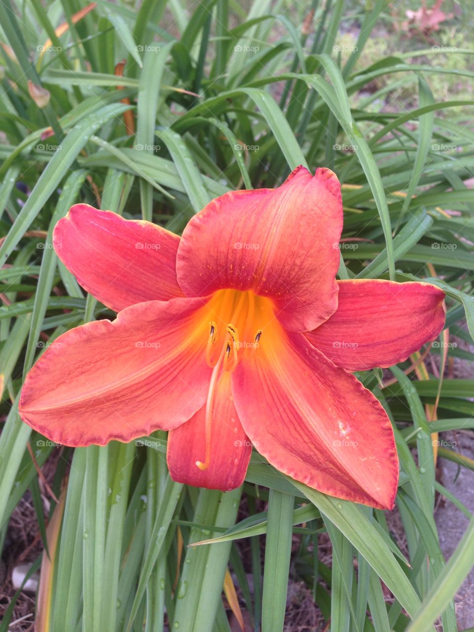 Red pink flower. Michigan flower after summer rains in full bloom