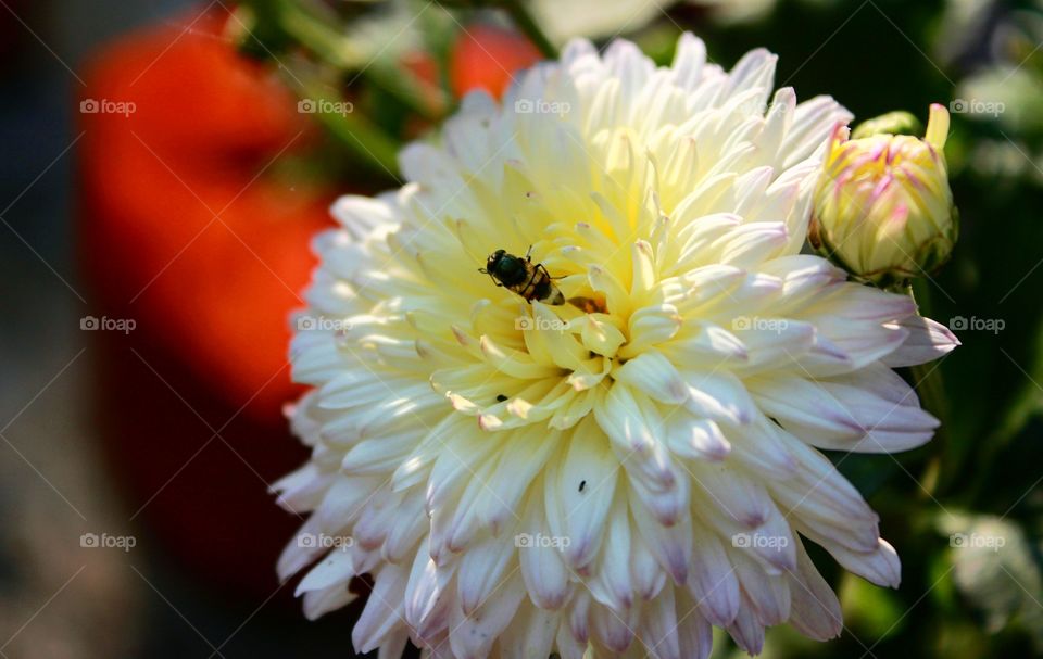 Bee is busy to collect nectar