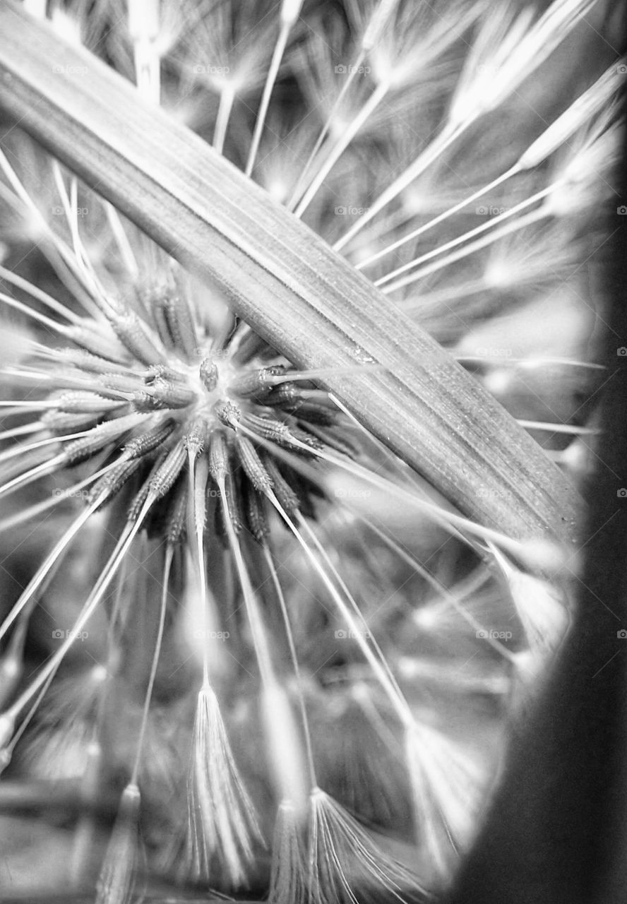 Dandelion in bw